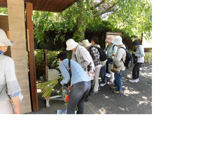 ふきのとうの販売を始めました。