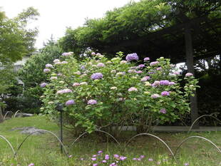 アジサイの花がもうすぐ見ごろです。