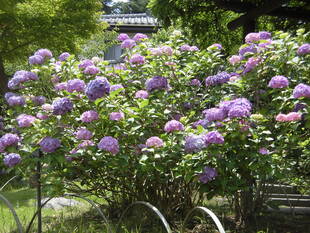 アジサイとハナショウブが見ごろになりました。