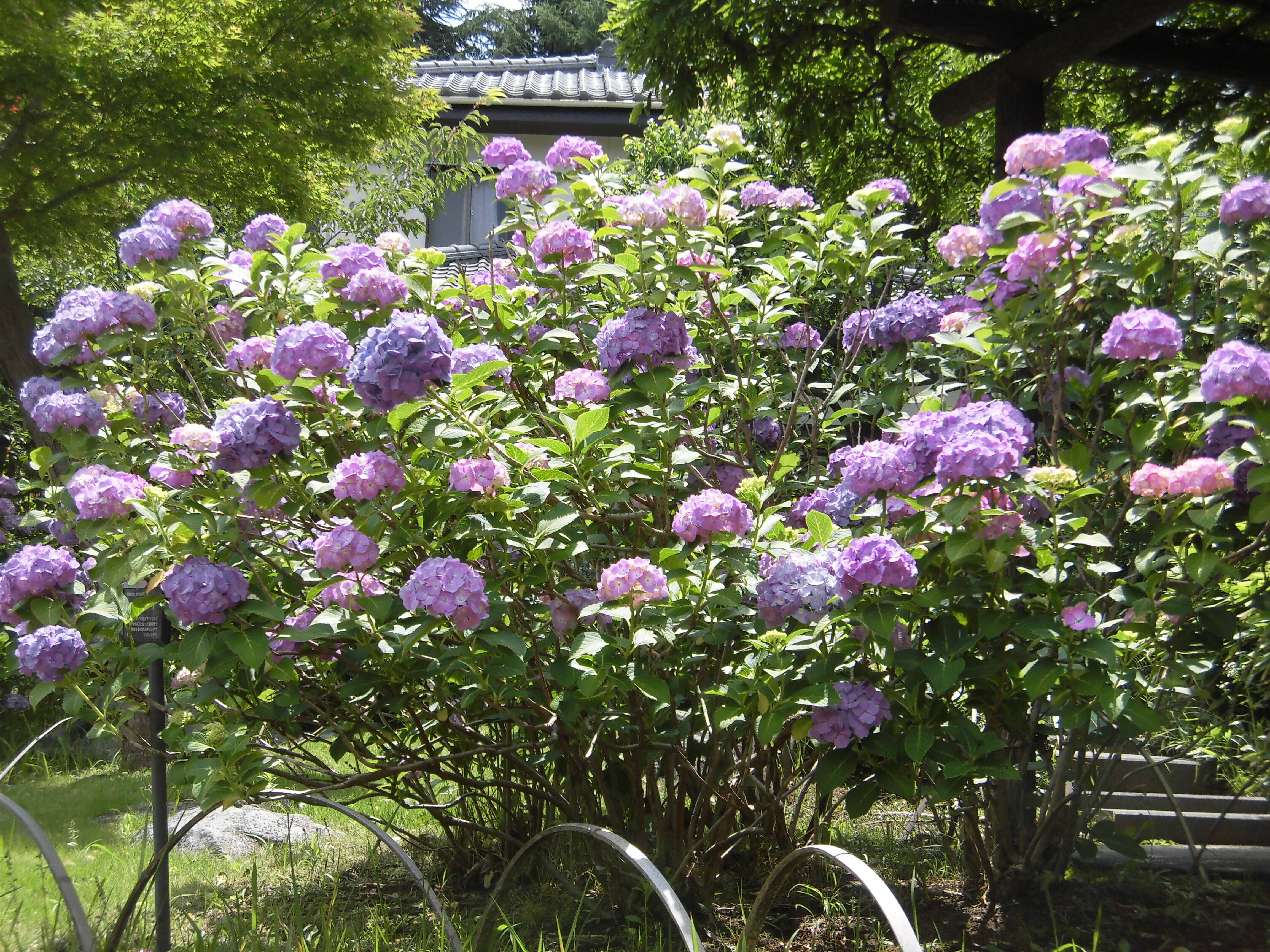 アジサイとハナショウブが見ごろになりました。の写真