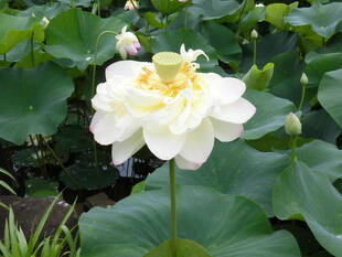 ハスの花の見ごろが近くなっています。