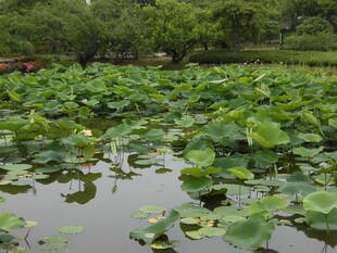 ハスの花が開花しました。
