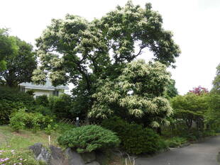クリの花が咲いています。