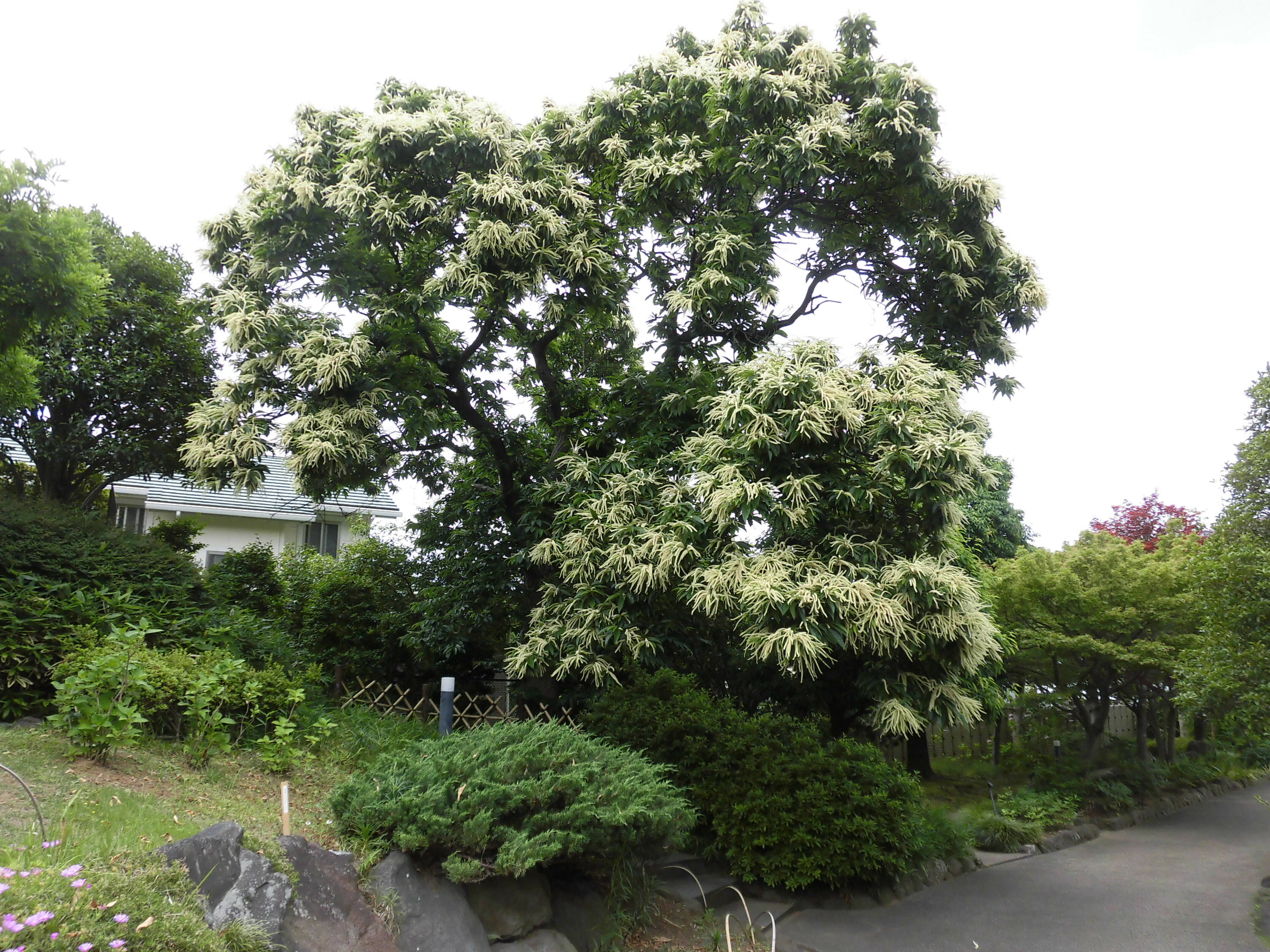クリの花が咲いています。の写真