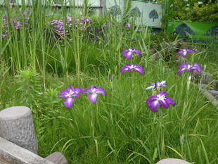 ハナショウブが見ごろです。