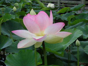 ハスの鑑賞会を開催しました。