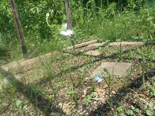 園内にサギソウが咲き始めました