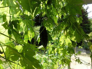 ゴーヤのカーテン