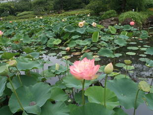 早朝ハスの観賞会