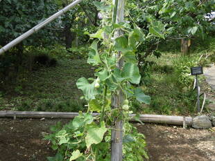 瓢箪がなっています。