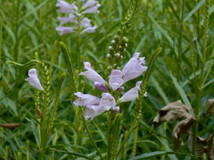 カクトラノオが咲いています。