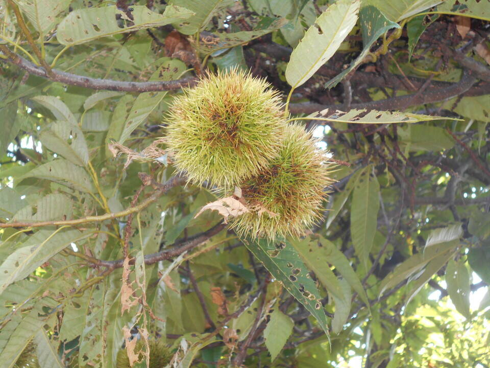 クリの実がなっています。の写真