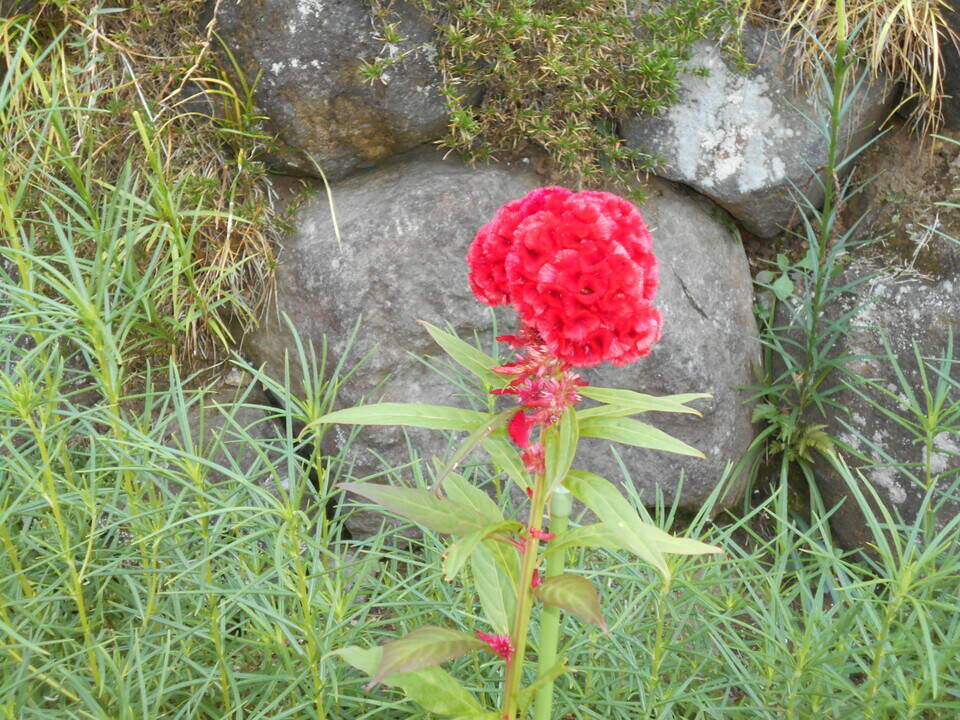 ケイトウの花が咲いています ブログ 馬場花木園公式サイト 公益財団法人 横浜市緑の協会