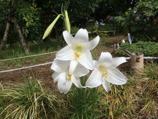 高砂百合が咲いています。