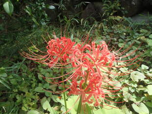 彼岸花が見頃です