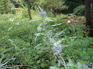 洞庭藍が咲いています