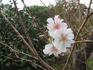 十月桜が咲き始めました
