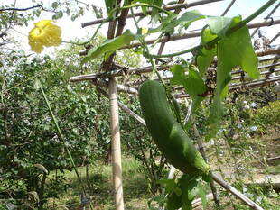 ヘチマの実がなりました