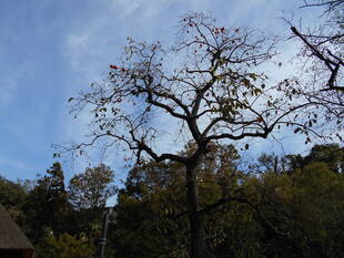 おいしそうなカキの実がなっています