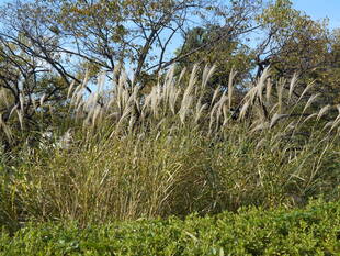 ススキが秋の風情を誘っています