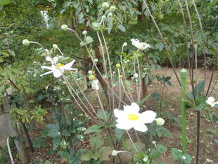 秋明菊が今まさに見頃です！