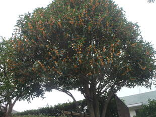 キンモクセイが匂ってます