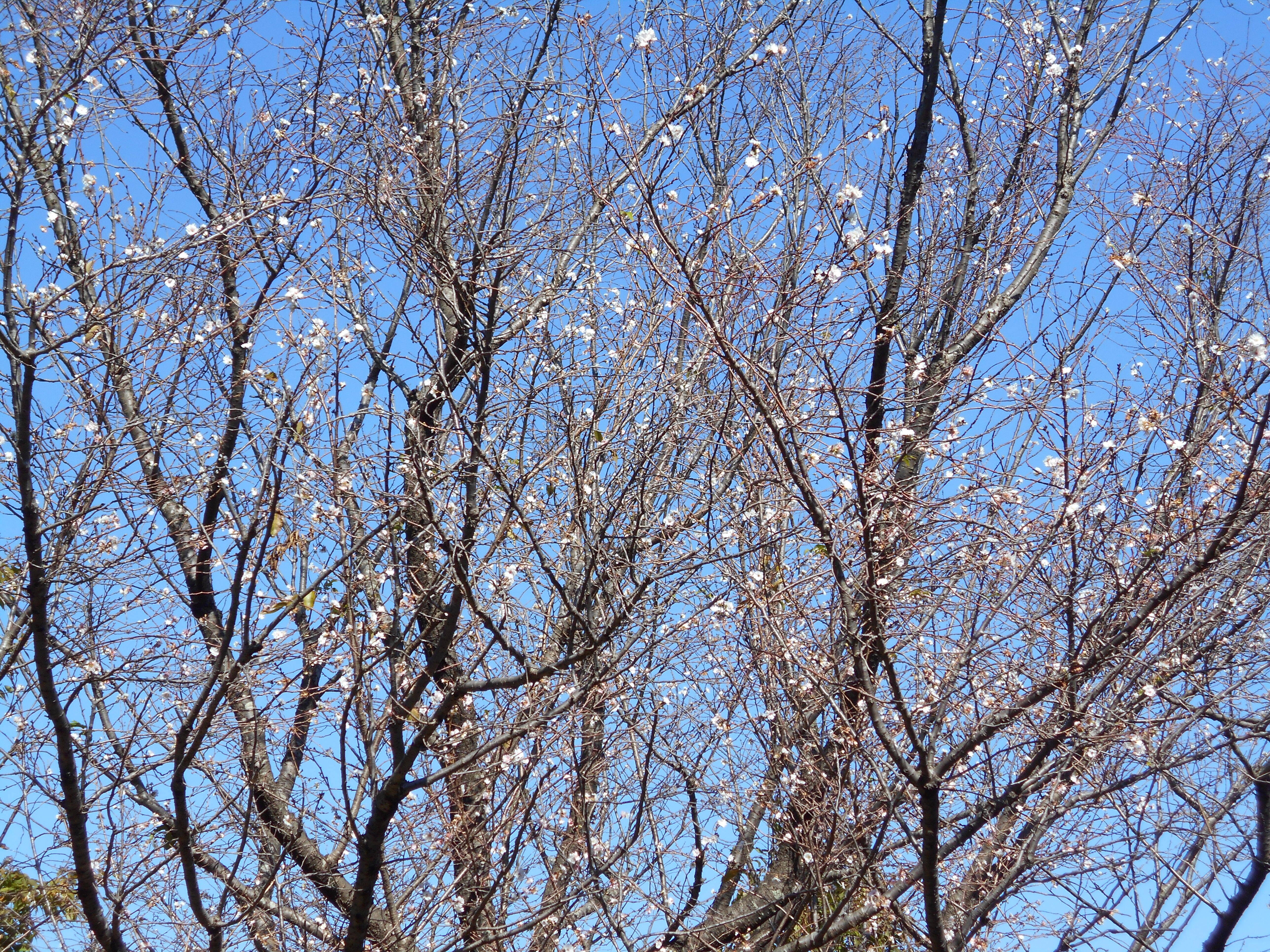 十月桜の写真