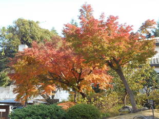 紅葉してきました