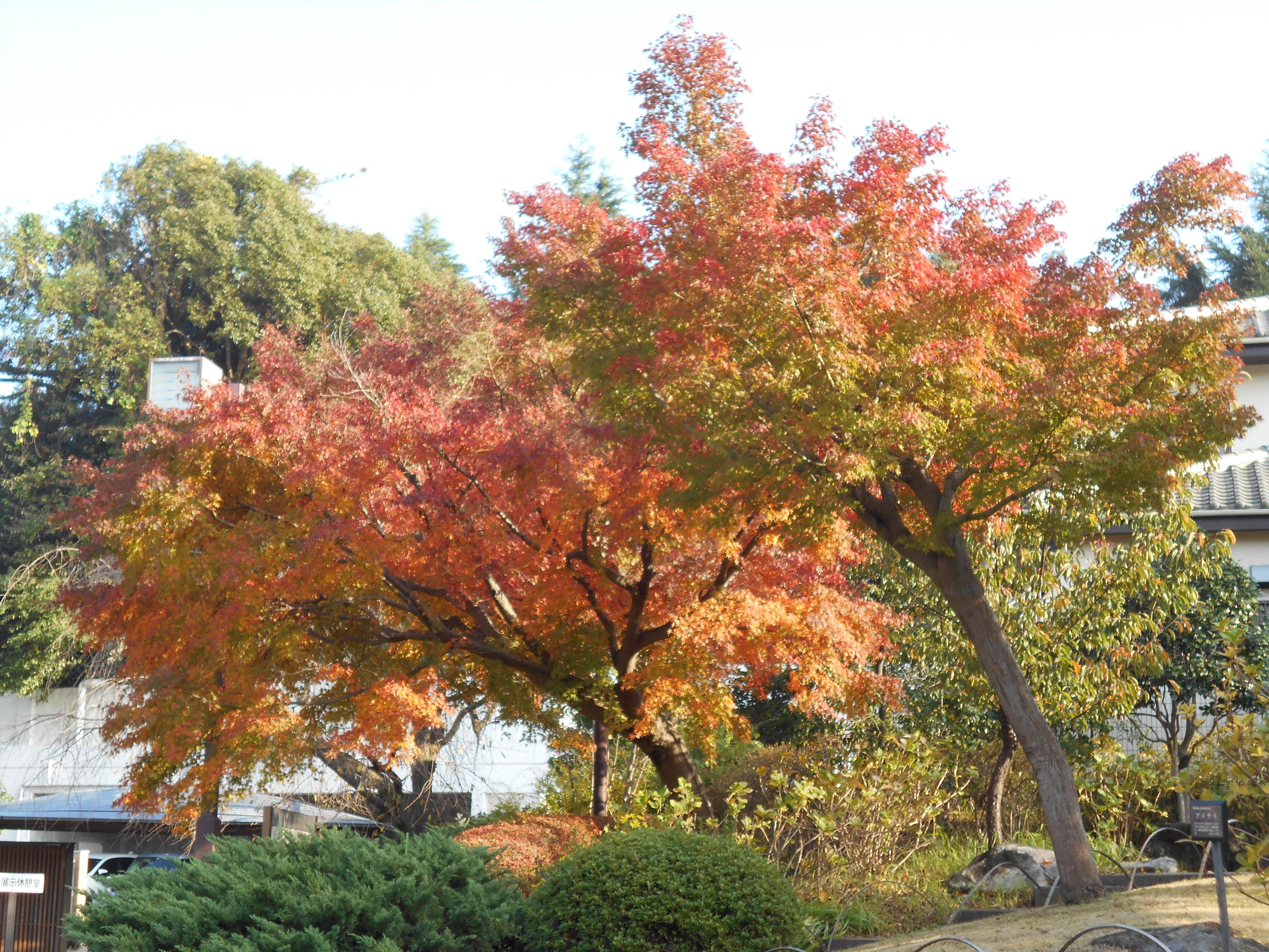 紅葉してきましたの写真