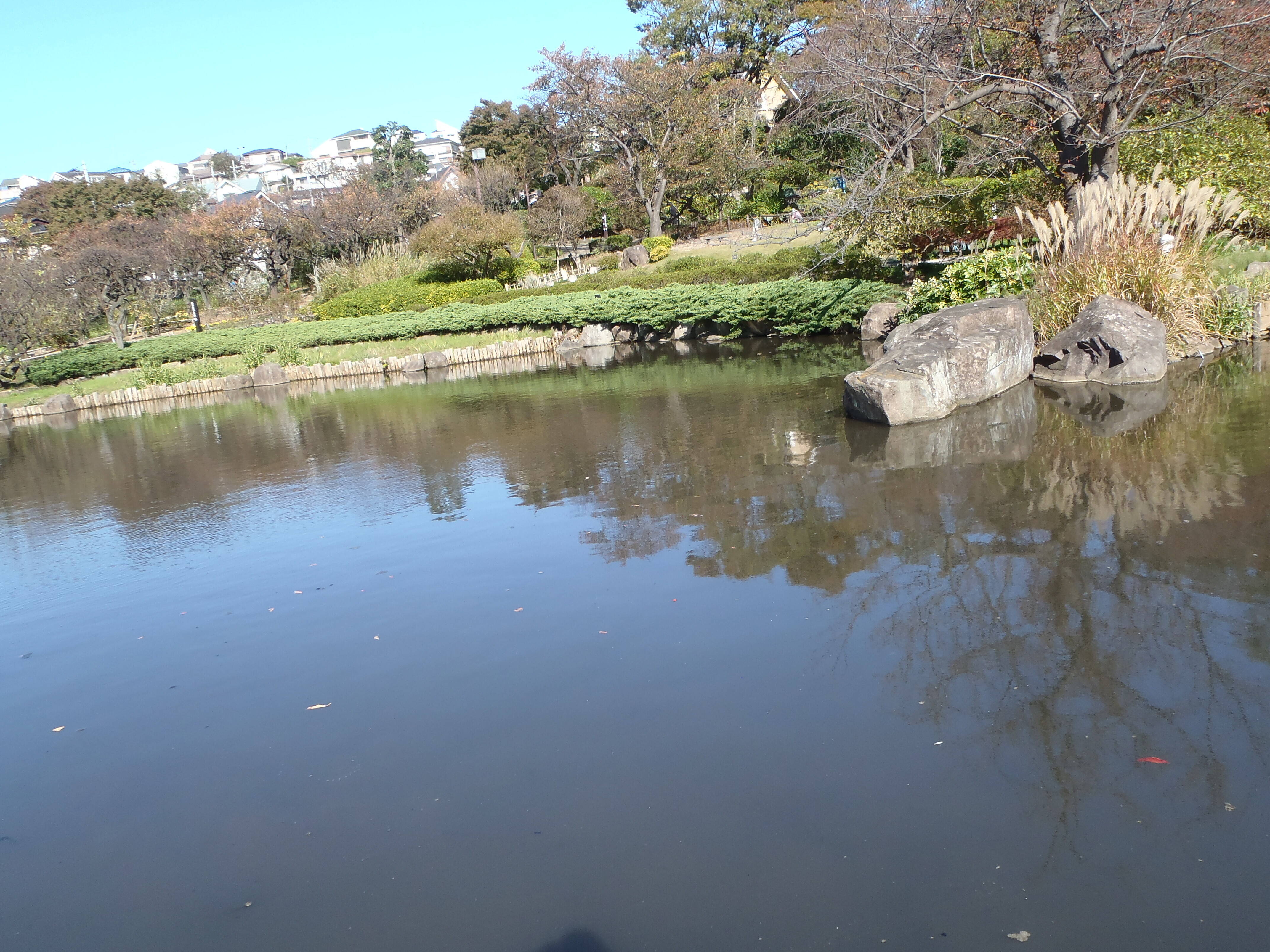 ハスの刈込をしましたの写真
