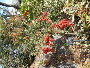 トキワサンザシの実がなっています