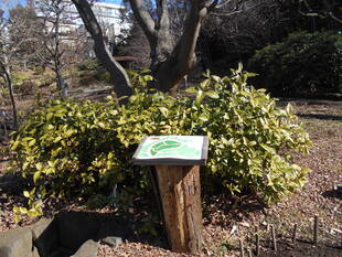 山野草マップを更新しました