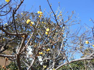 ソシンロウバイが咲き始めました