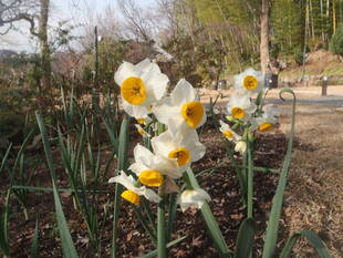スイセンが咲き始めました