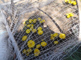 福寿草が見頃です