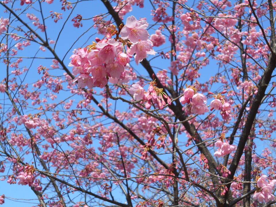 馬場花木園開花情報 河津桜が満開です。【2月24日】の写真