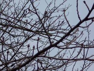 馬場花木園桜開花情報【2月22日】