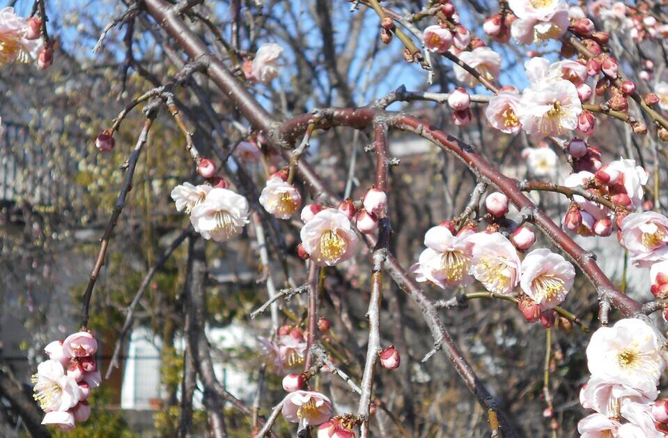 しだれ梅が咲いています。の写真