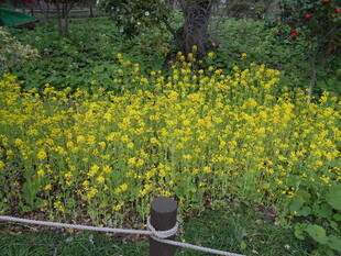 菜の花がいっぱい咲いています。