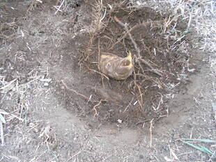 タケノコ出たぞ!