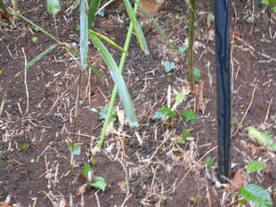 カタクリの花芽が・・・・