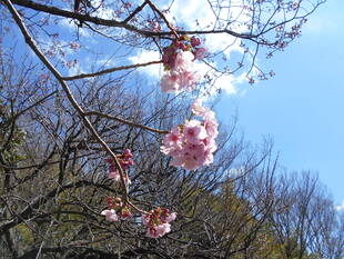 ヨコハマヒザクラが満開です。