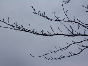 馬場花木園桜開花情報【3月7日】