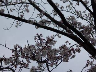 馬場花木園桜開花情報【3月28日】