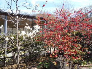 ボケとモクレンのコントラストが鮮やかです。