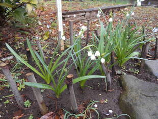 スズランスイセンが咲いています