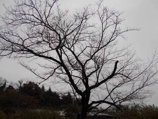 馬場花木園桜開花情報【3月14日】