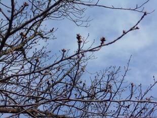 馬場花木園桜開花情報【3月16日】