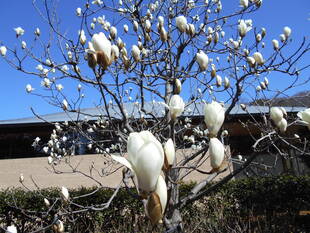 春の訪れを感じてください