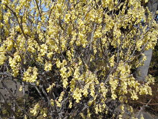 トサミズキがきれいです。